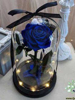 رز جاویدان RI69 Rose Immortal