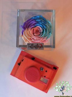 رز جاویدان RI72 Rose Immortal