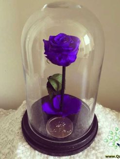 رز جاویدان RI78 Rose Immortal