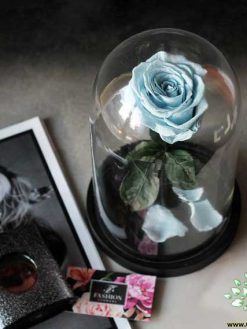 رز جاویدان RI79 Rose Immortal