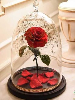 رز جاویدان RI8 Rose Immortal