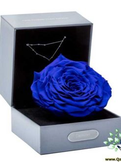 رز جاویدان RI84 Rose Immortal