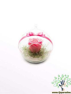 رز جاویدان RI88 Rose Immortal