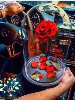 رز جاویدان RI92 Rose Immortal