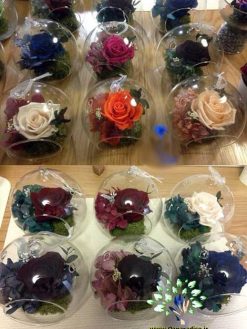 رز جاویدان RI94 Rose Immortal