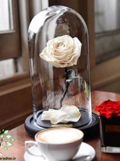 رز جاویدان RI98 Rose Immortal