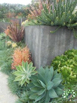 بام سبز GR12 Green roof