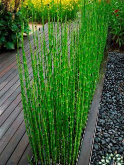 بام سبز GR23 Green roof