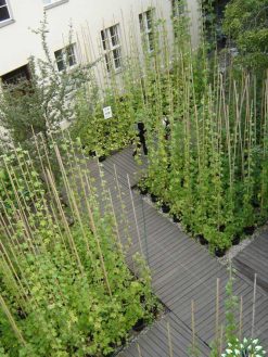 بام سبز GR46 Green roof