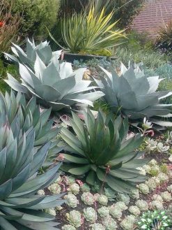 بام سبز GR48 Green roof