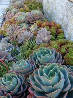 بام سبز GR50 Green roof