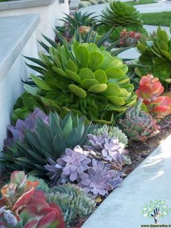 بام سبز GR56 Green roof