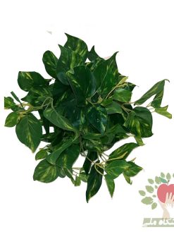 پتوس مصنوعی سبز و بوته پتوس مصنوعی ابلق