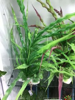 گیاه مصنوعی آکواریوم PA138 Plant Aquarium