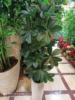 درختچه مصنوعی شفلرا AFN101