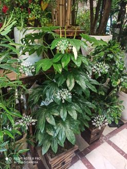 درختچه مصنوعی درجه یک AFN126