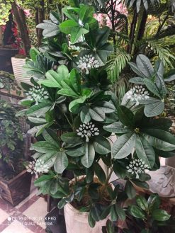 درختچه مصنوعی درجه یک AFN126