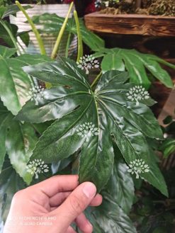 درختچه مصنوعی درجه یک AFN126