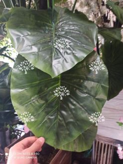 درختچه مصنوعی درجه یک AFN127