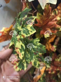 Alternative view of گیاه رونده مصنوعی AFA21 Plant pendant