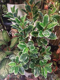 درختچه مصنوعی درجه یک AFN118