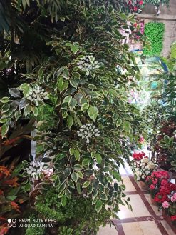 درختچه مصنوعی درجه یک AFN118