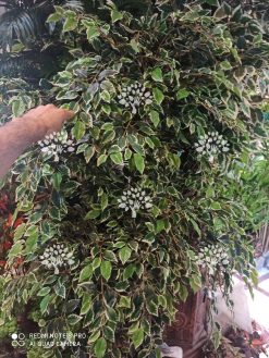 درختچه مصنوعی درجه یک AFN118