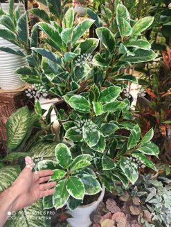 درختچه مصنوعی درجه یک AFN118