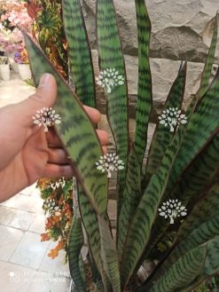 درختچه مصنوعی درجه یک AFN119