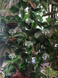 درختچه مصنوعی درجه یک AFN128