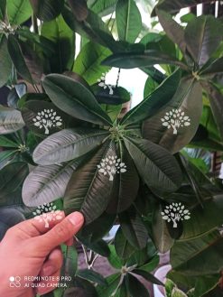 درختچه مصنوعی درجه یک AFN128