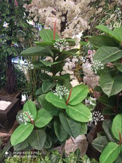 درختچه مصنوعی درجه یک AFN122