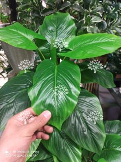 درختچه مصنوعی درجه یک AFN131