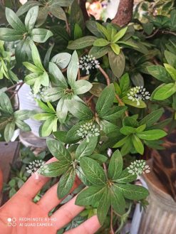 درختچه مصنوعی درجه یک AFN129