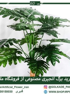 گل منوعی انجیری ra017