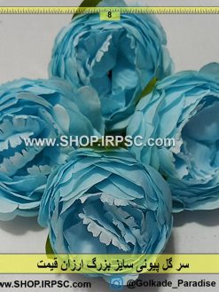 سر گل پیونی بزرگ