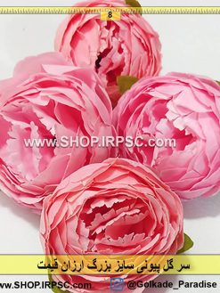 سر گل پیونی بزرگ