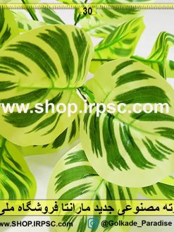 بوته مصنوعی جدید مارانتا