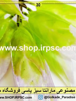 بوته مصنوعی مارانتا یاسی