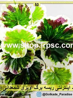 ریسه برگ آویزی شمعدانی ابلق