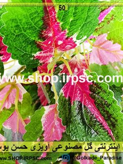 گل آویز حسن یوسف | ریسه برگ حسن یوسف