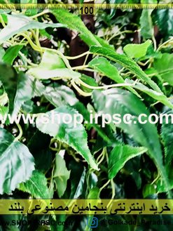 فروش بنجامین مصنوعی بلند