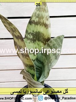 گل مصنوعی سانسوریا لمسی