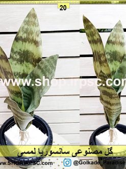 گل مصنوعی سانسوریا لمسی