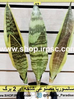 سانسوریا مصنوعی شاخه ای