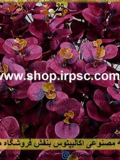 بوته مصنوعی اکالیپتوس بنفش