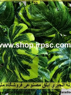 بوته انجیری ابلق مصنوعی