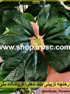 درختچه تزئینی بلند شفلرا