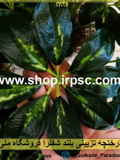 درختچه تزئینی بلند لوکس