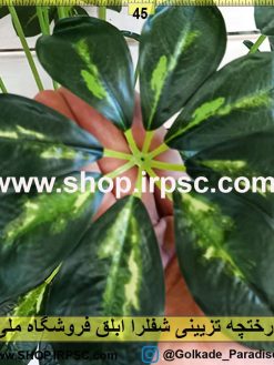 درختچه تزئینی شفلرا ابلق